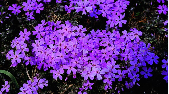 �Ǻ����𿡸����÷θ���Ʈ�б�